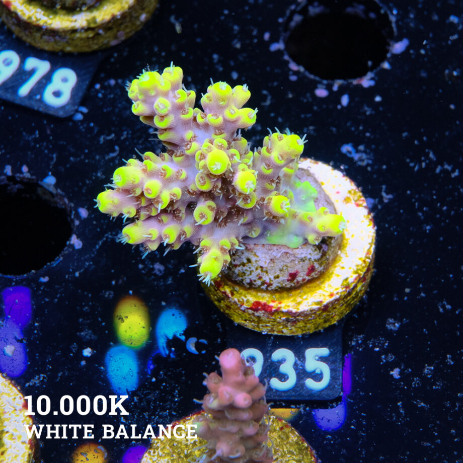 Acropora 'Yellow Tips'