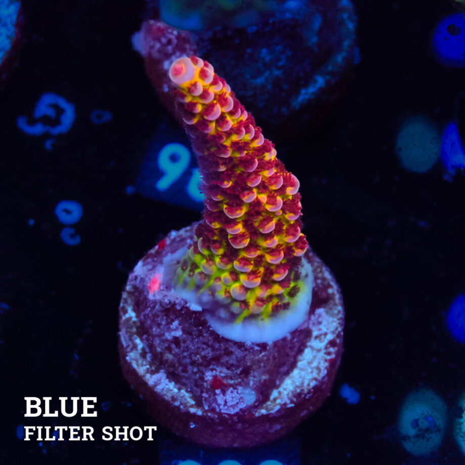 Acropora 'Fluo Bicolor II'