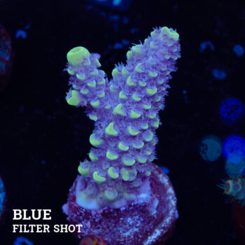 Acropora Gimmifera 'Blue