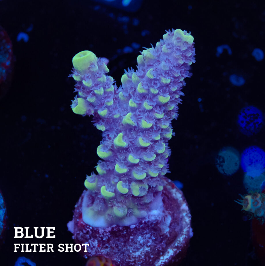Acropora Gimmifera 'Blue