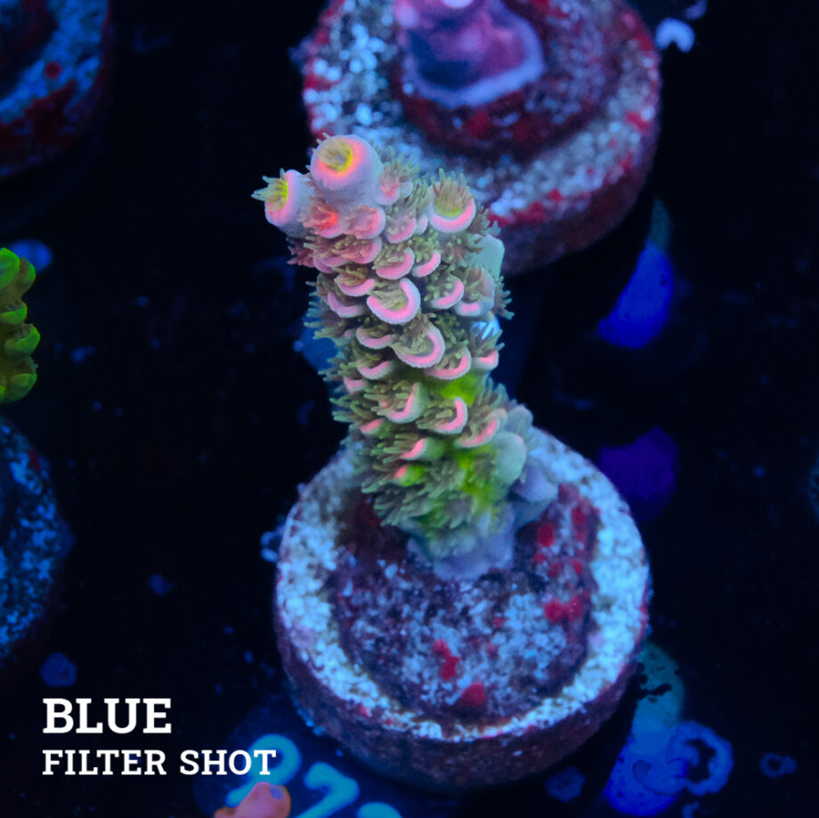 Acropora Tenuis 'Rainbow'