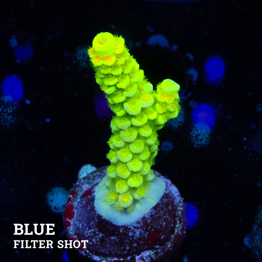Acropora Tenuis 'Vert fluo