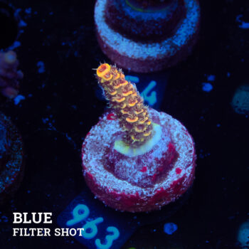 Acropora Millepora 'Orange