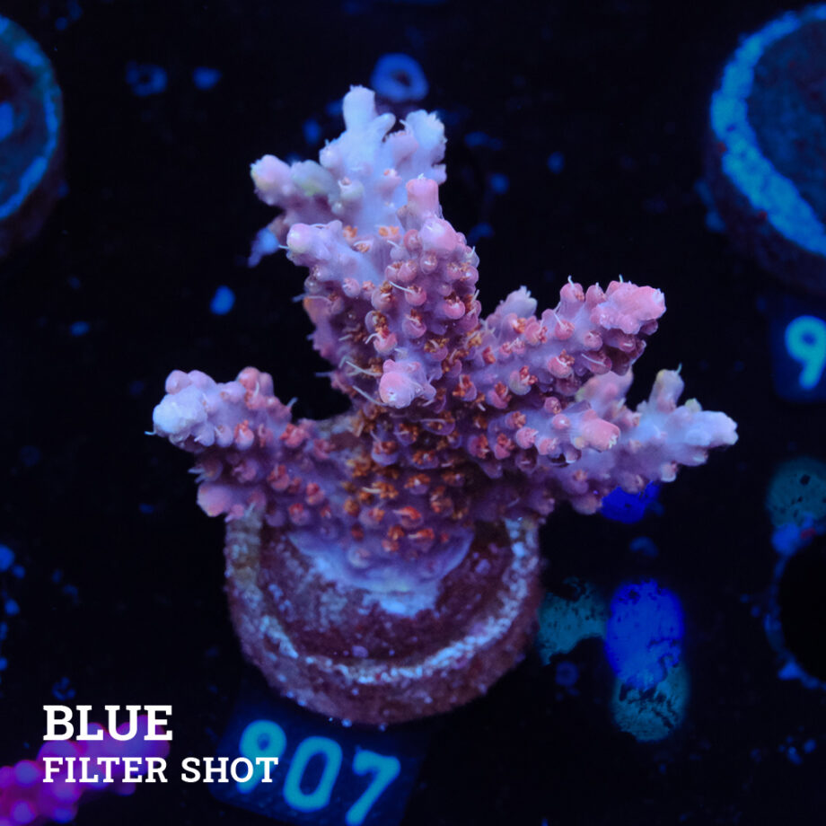 Acropora 'Confetti