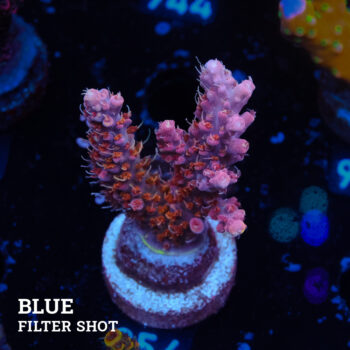 Acropora 'Confetti