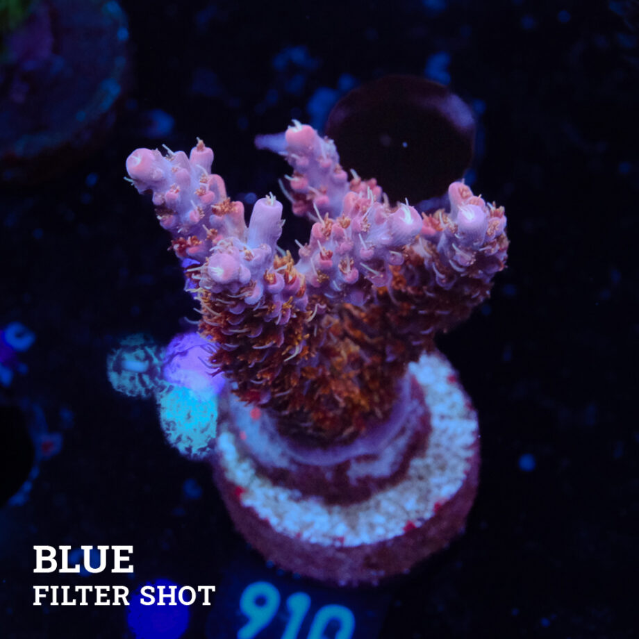 Acropora 'Confetti