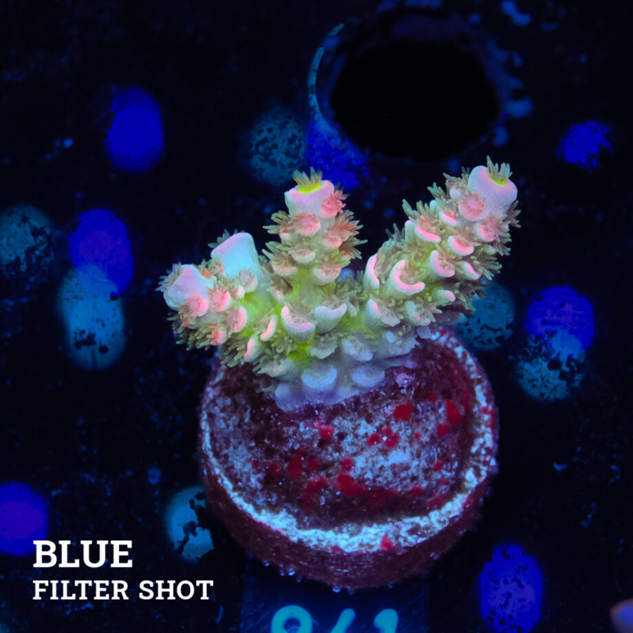 Acropora Tenuis 'Rainbow'