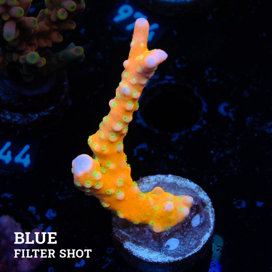 Anacropora 'Tropicana'