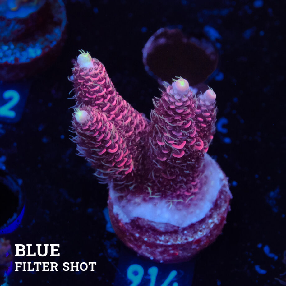 Acropora Millepora 'Pink & Blue Polyps'