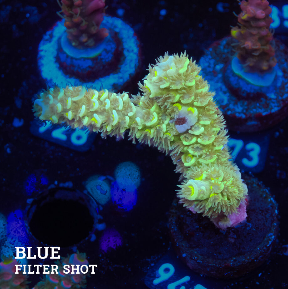 Acropora Tenuis 'Metallic Green'
