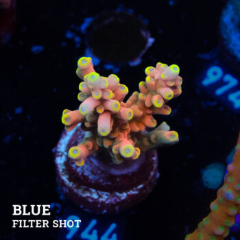 Acropora Latistella 'Bali Shorty