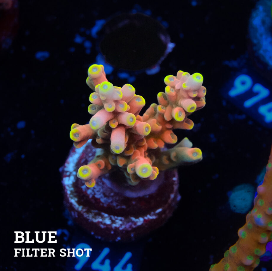Acropora Latistella 'Bali Shorty'