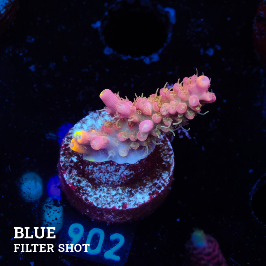 Acropora 'Confetti Ultra
