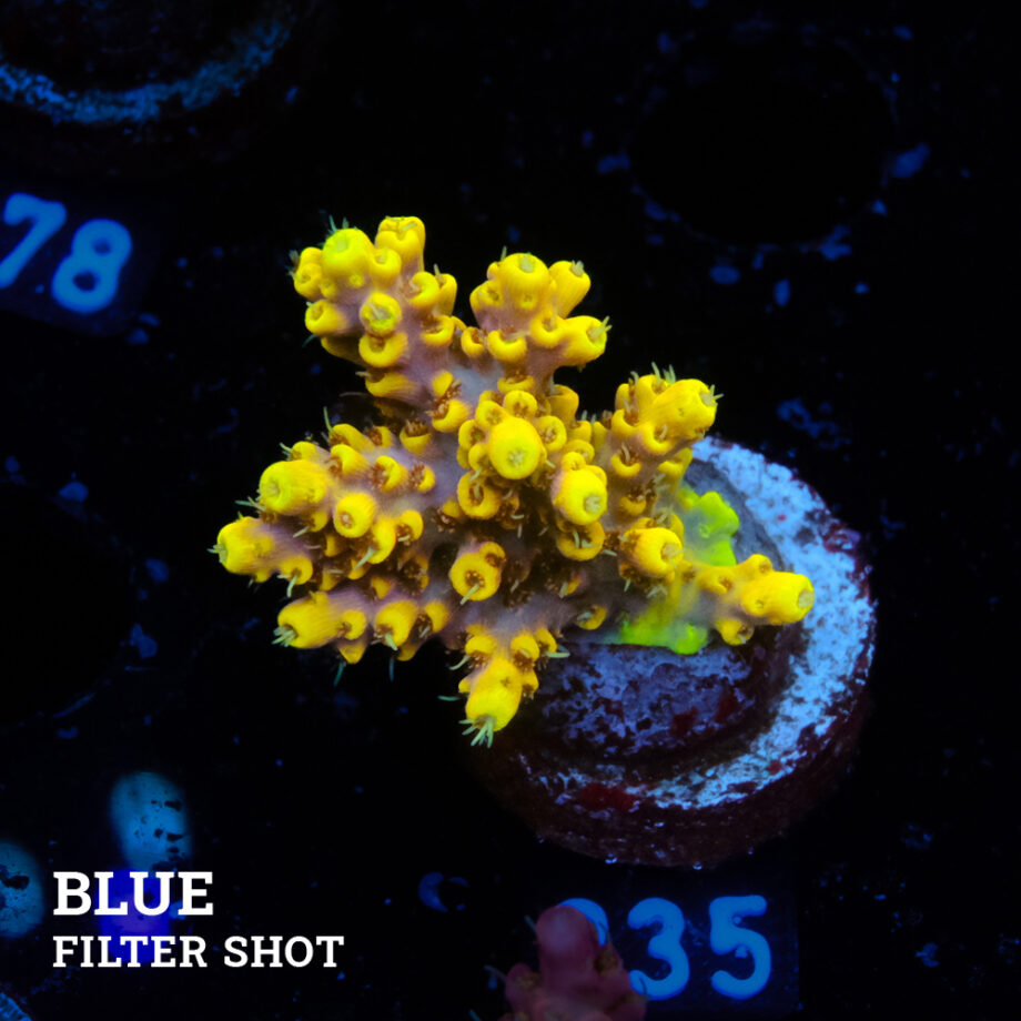 Acropora 'Yellow Tips'
