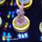 Vivids Confetti
