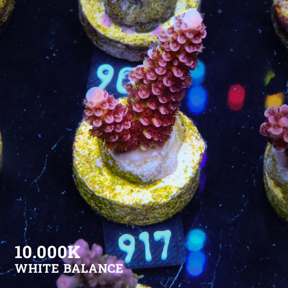 Acropora 'Fluo Bicolor'