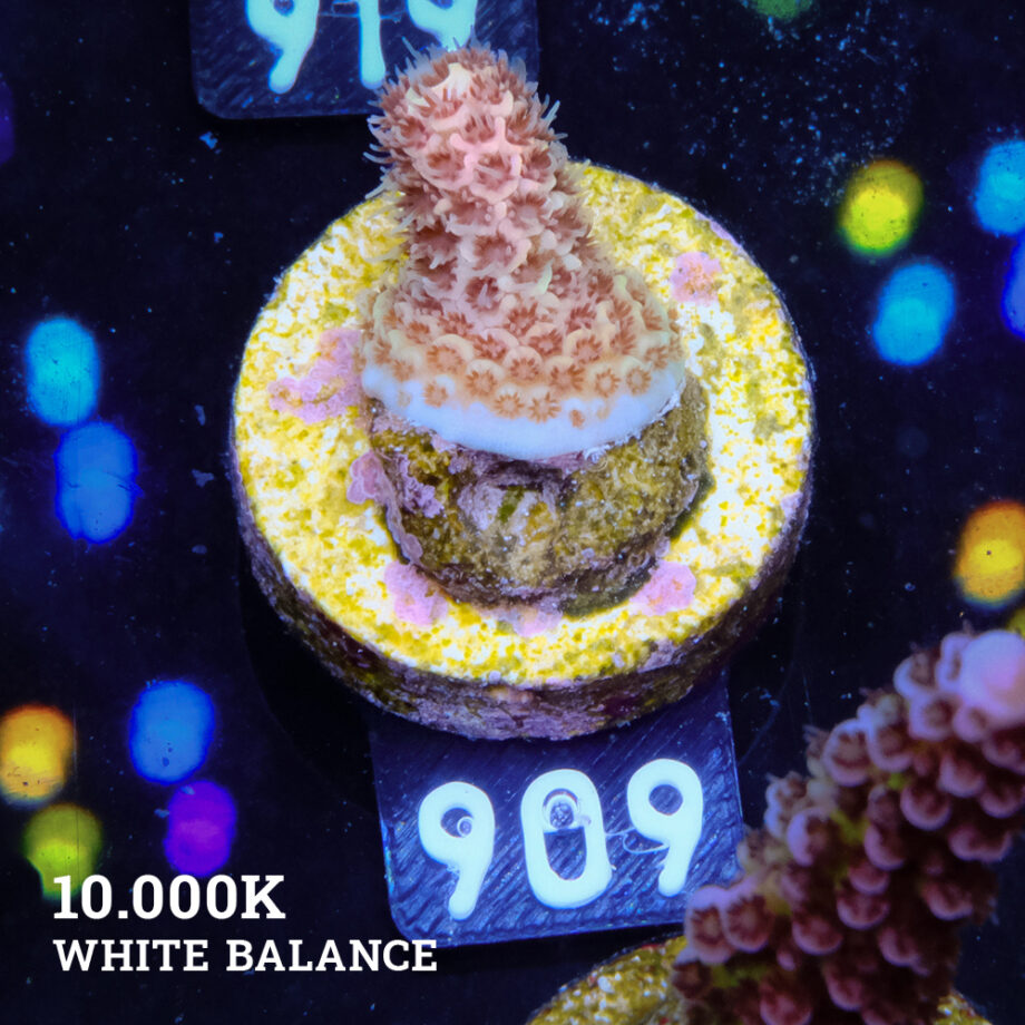 Acropora Millepora 'Orange' S