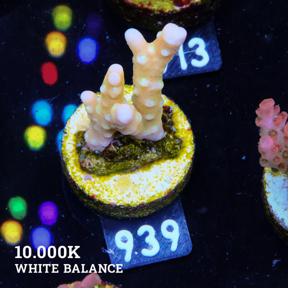 Anacropora 'Tropicana