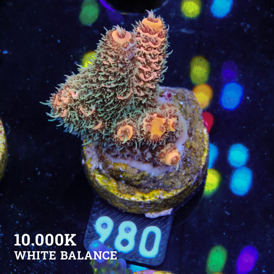 Acropora Millepora 'Orange