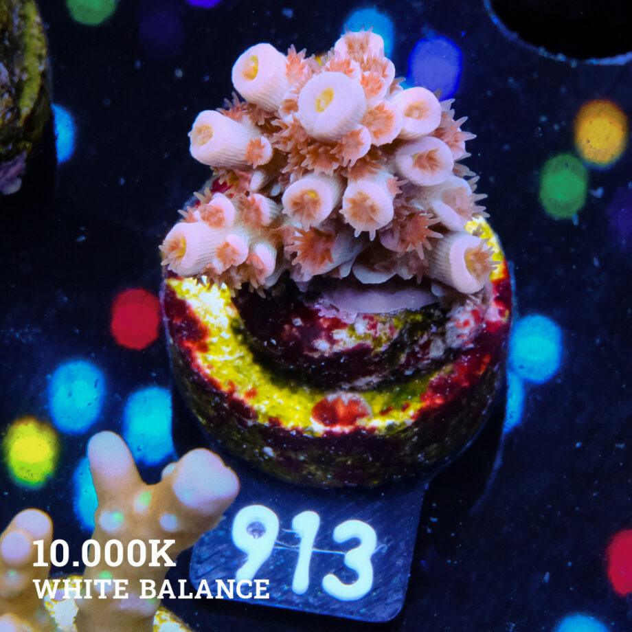Acropora 'Angry Birds'