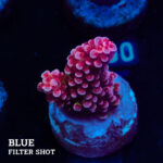 Acropora 'Fluo Bicolor