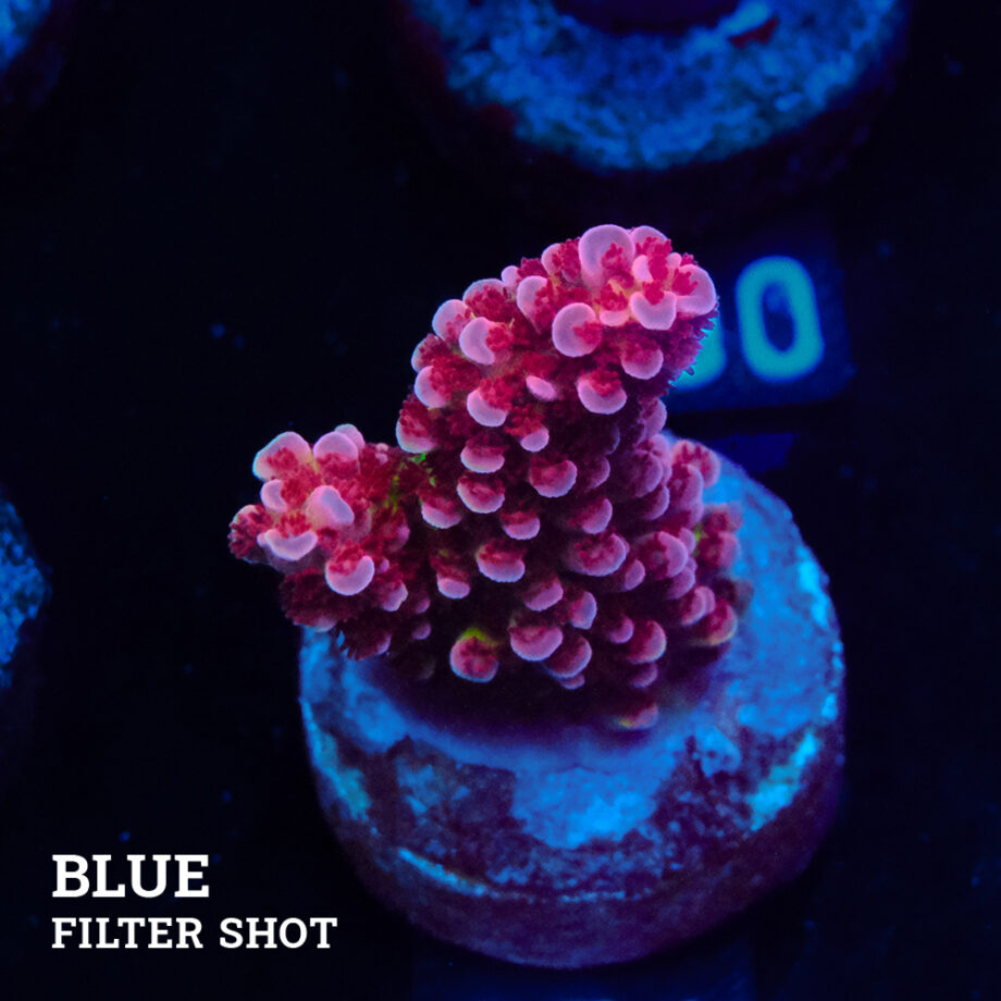 Acropora 'Fluo Bicolor