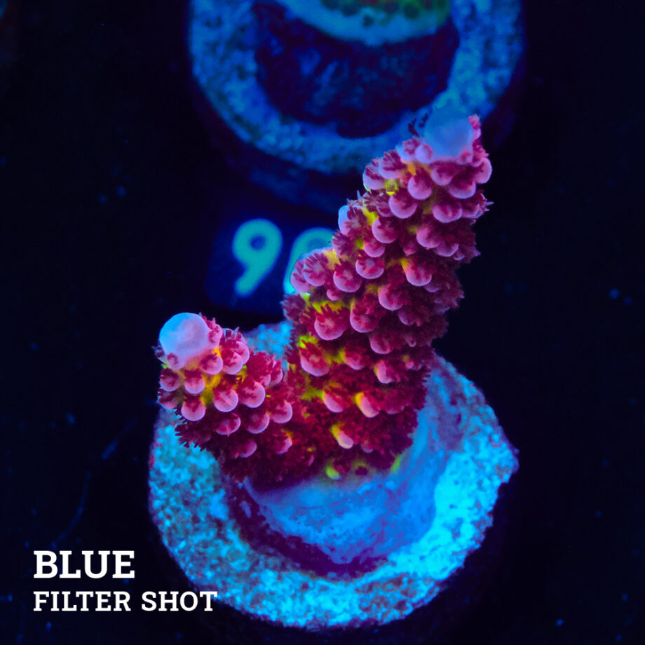 Acropora 'Fluo Bicolor'
