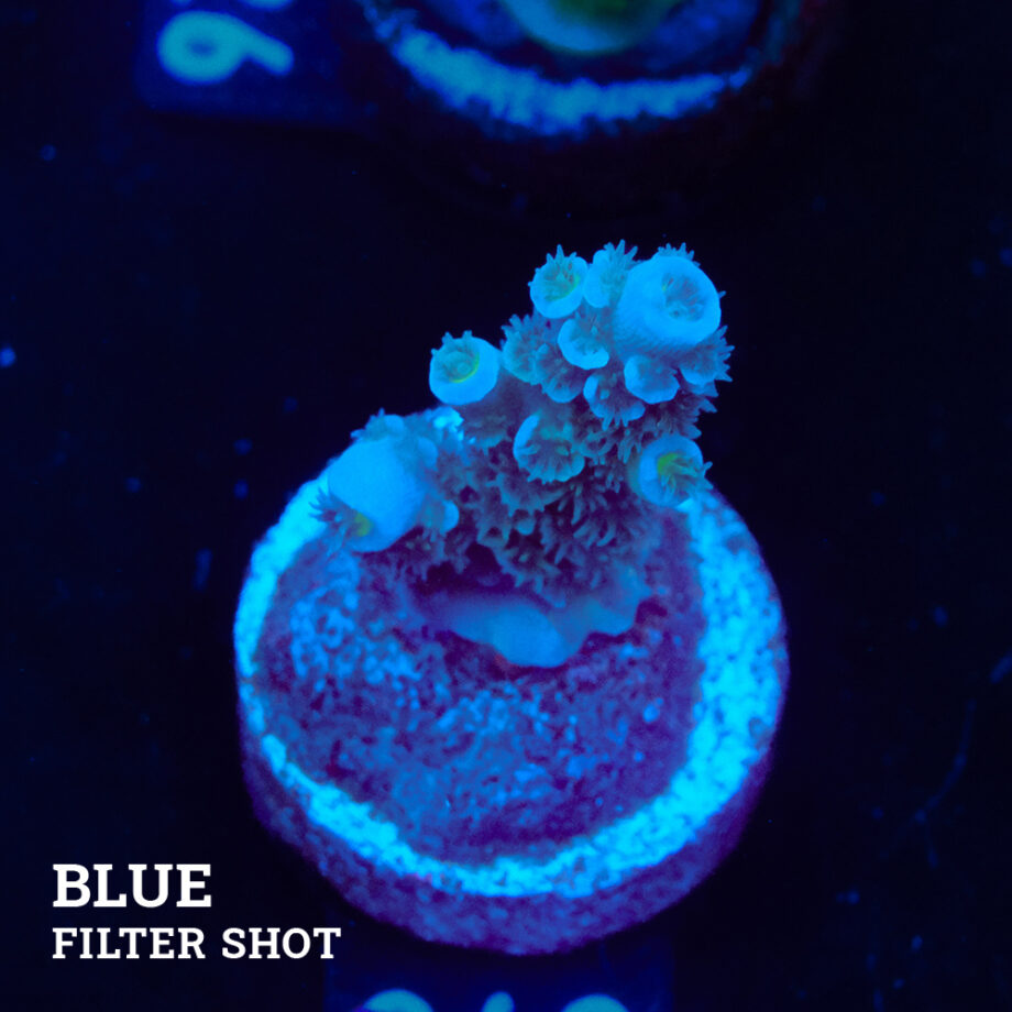 Acropora Tenuis S