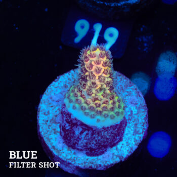 Acropora Millepora 'Orange' S