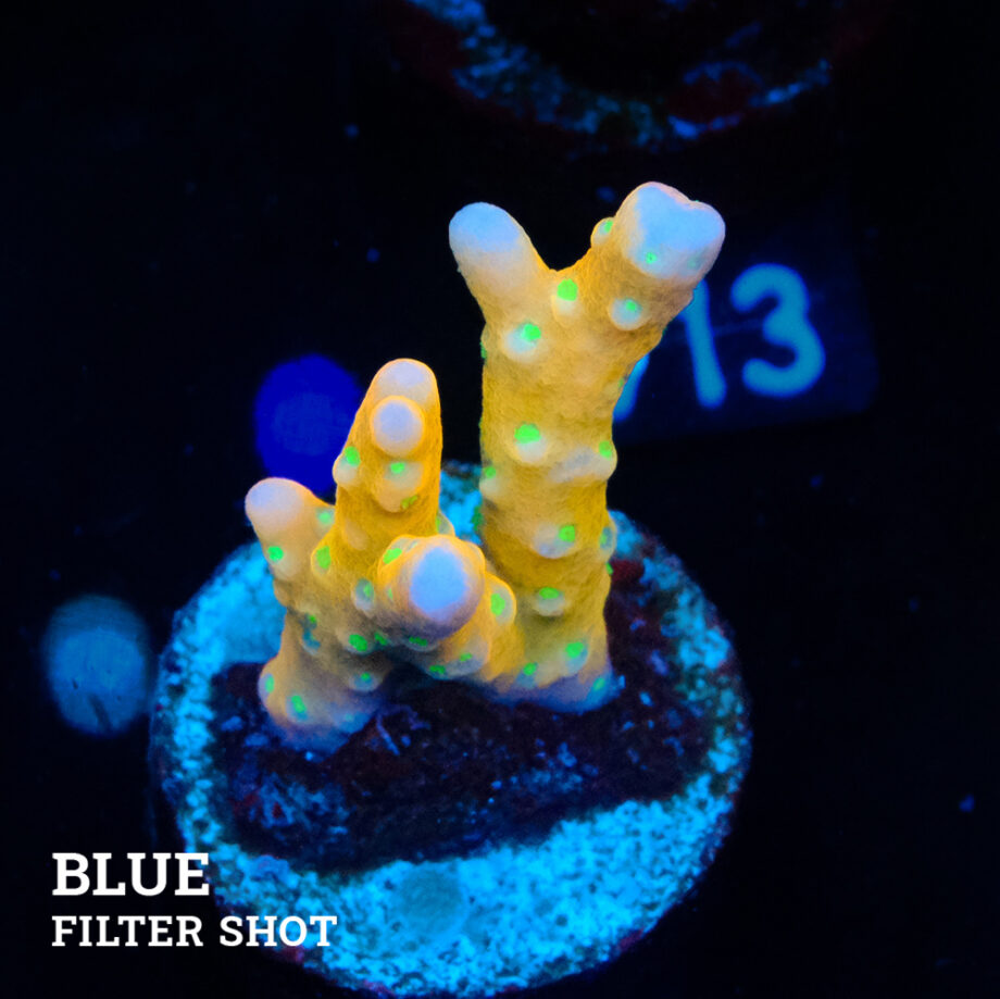 Anacropora 'Tropicana