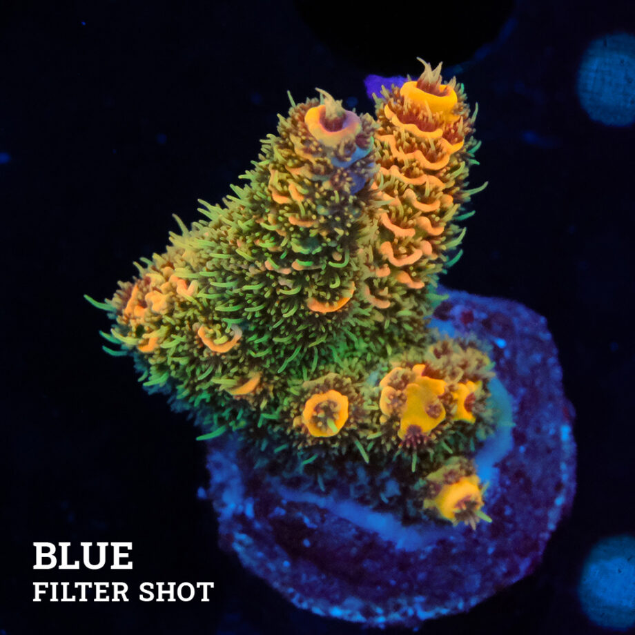Acropora Millepora 'Orange