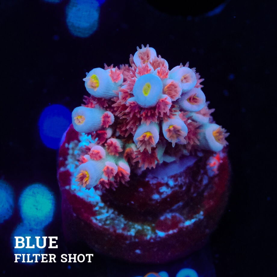 Acropora 'Angry Birds'