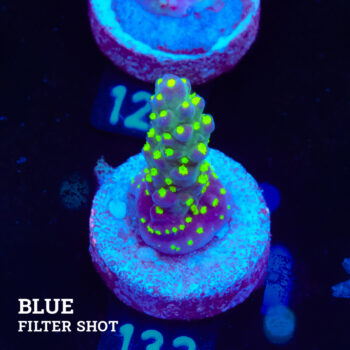 Acropora 'Tricolor