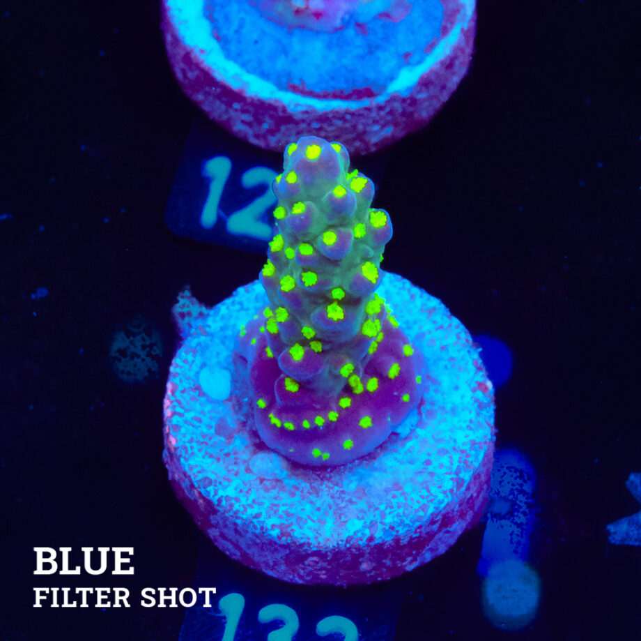 Acropora 'Tricolor'