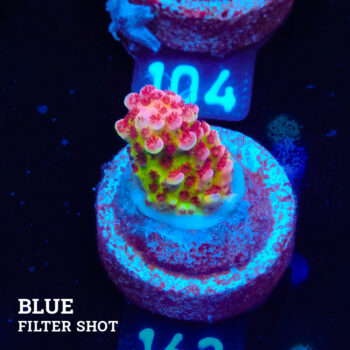 Acropora 'Fluo Bicolor' S