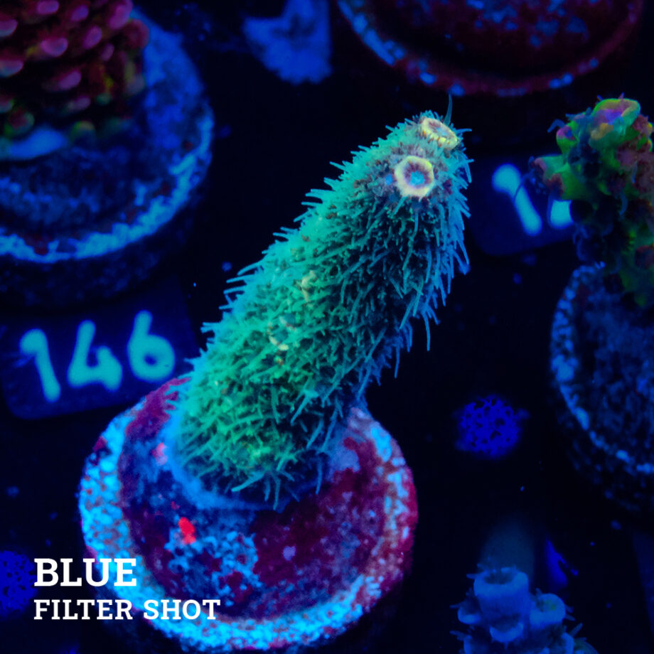 Acropora Millepora 'Extra Fuzzy'
