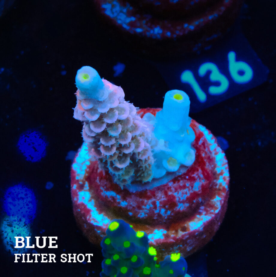 Acropora Tenuis 'Pastel Pink'