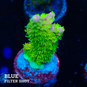 Acropora Abrolhosensis 'Green & Red'