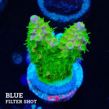 Acropora Abrolhosensis 'Green & Red'
