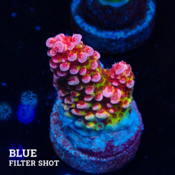 Acropora "Fluo Bicolor