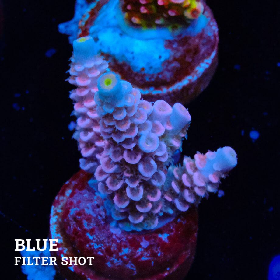 Acropora Tenuis 'Pastel Pink'