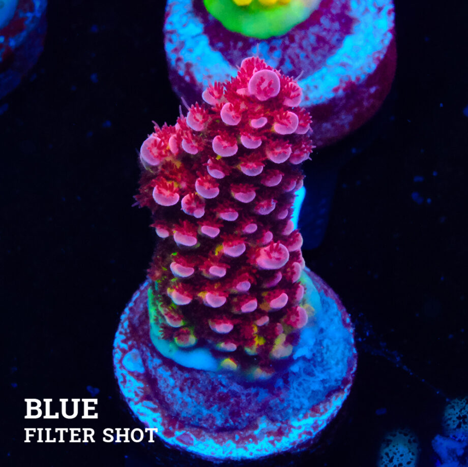 Acropora 'Fluo Bicolor'