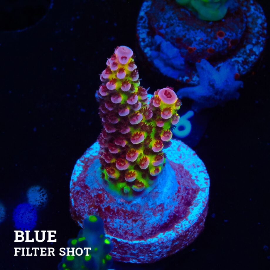 Acropora 'Fluo Bicolor'