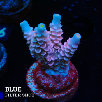 Acropora Tenuis 'Pastel Pink'