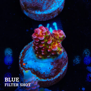 Acropora "Fluo Bicolor