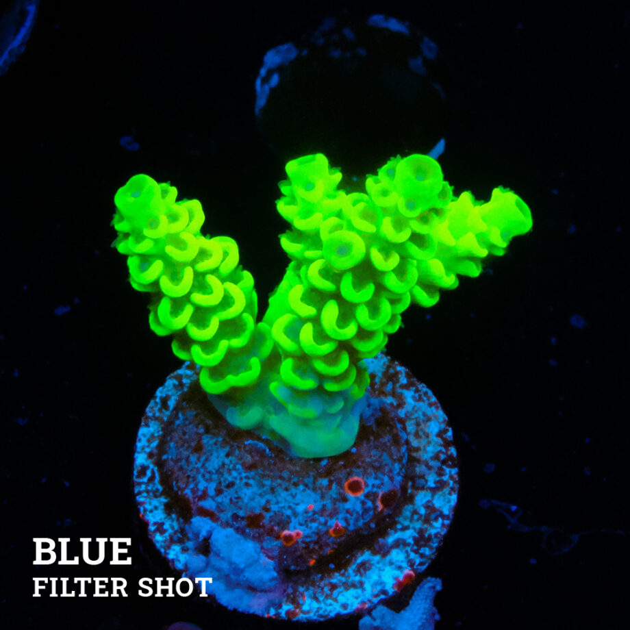 Acropora Tenuis 'Yellow Green'