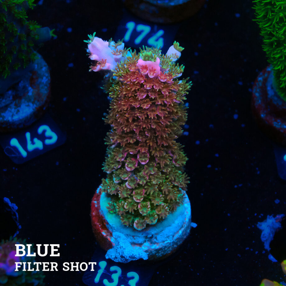 Acropora Abrotanoides 'Bicolor'