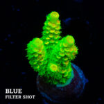 Acropora Tenuis 'Green Rainbow'