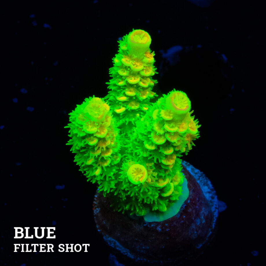 Acropora Tenuis 'Green Rainbow' (arc-en-ciel vert)
