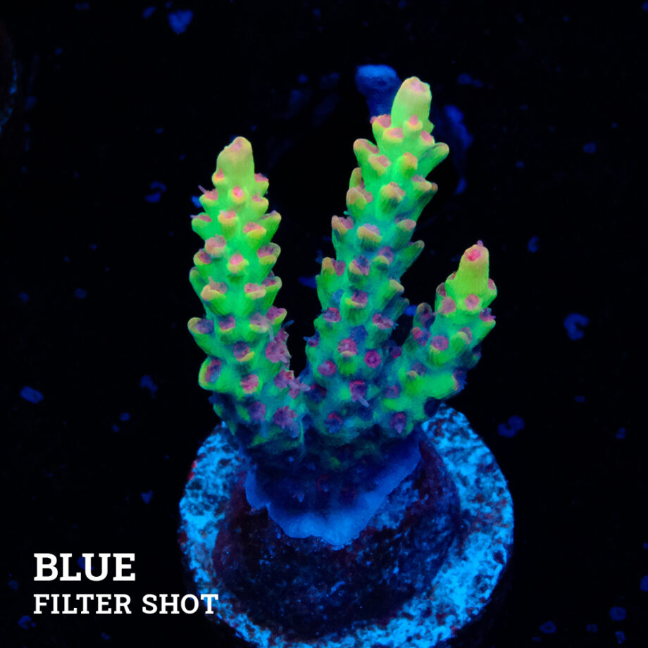 Acropora Microklados 'SSC'